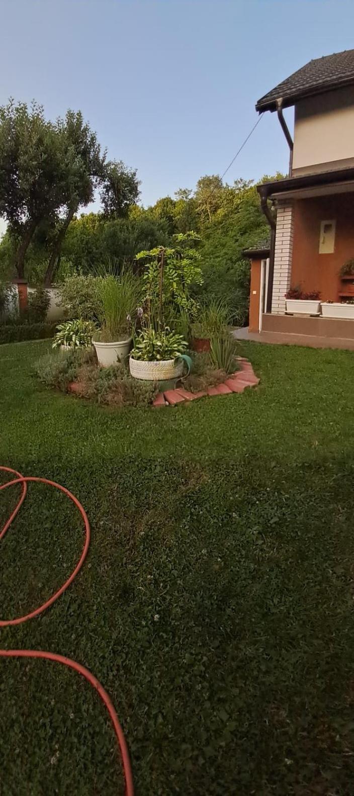 Azbella Zelena Meraja